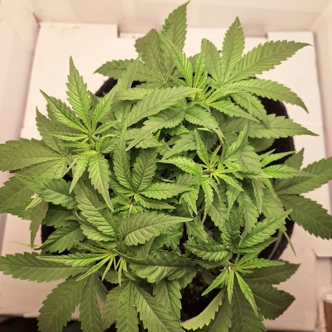 Special Queen 3 (9) growlog timeline photo