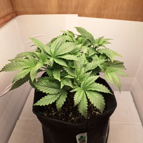 Special Queen 4 (9) growlog timeline photo
