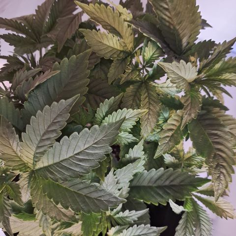 Special Queen 4 (9) growlog timeline photo