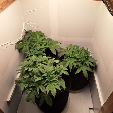 Special Queen 3 (9) growlog timeline photo