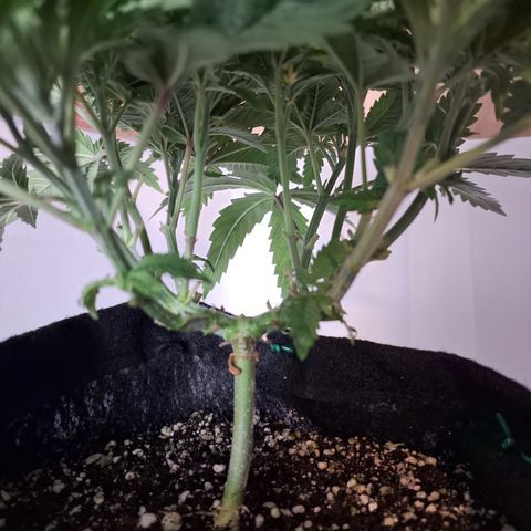 Special Queen 4 (9) growlog timeline photo