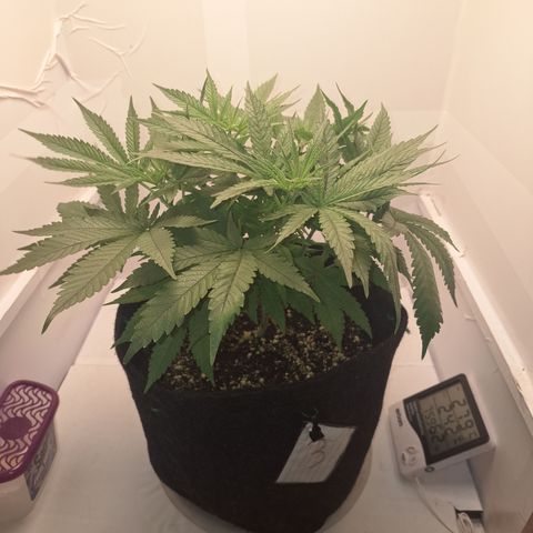 Special Queen 3 (9) growlog timeline photo