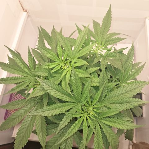 Special Queen 3 (9) growlog timeline photo