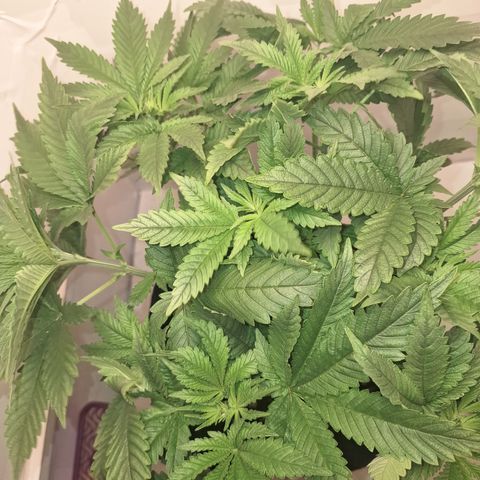 Special Queen 4 (9) growlog timeline photo