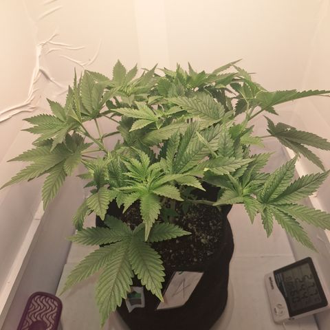 Special Queen 4 (9) growlog timeline photo