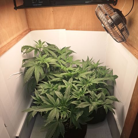 Special Queen 3 (9) growlog timeline photo