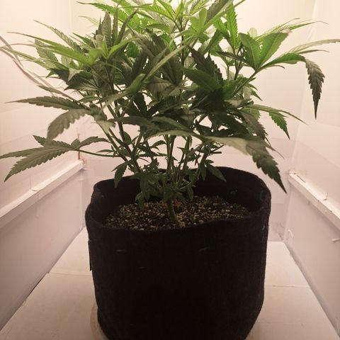 Special Queen 3 (9) growlog timeline photo