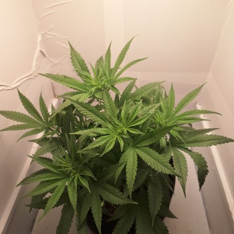 Special Queen 3 (9) growlog timeline photo