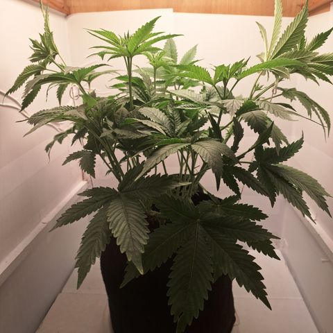 Special Queen 4 (9) growlog timeline photo