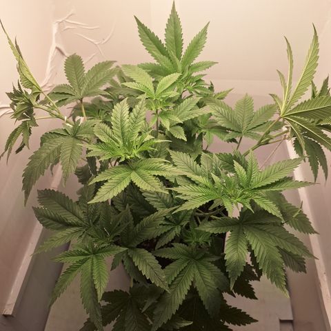 Special Queen 4 (9) growlog timeline photo