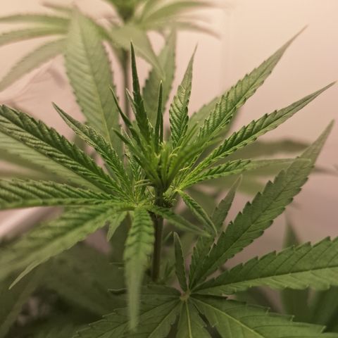 Special Queen 3 (9) growlog timeline photo