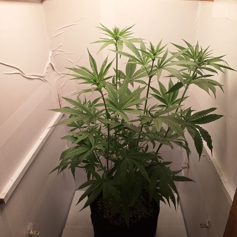 Special Queen 3 (9) growlog timeline photo