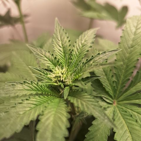 Special Queen 4 (9) growlog timeline photo