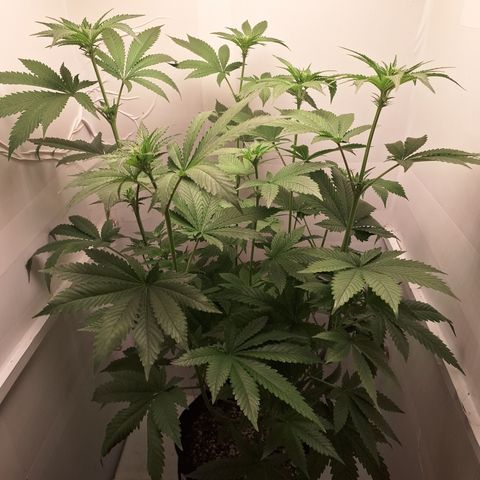 Special Queen 4 (9) growlog timeline photo