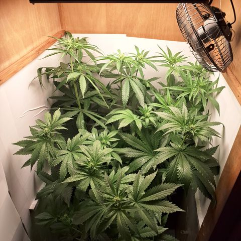 Special Queen 3 (9) growlog timeline photo