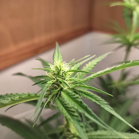 Special Queen 3 (9) growlog timeline photo