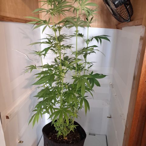 Special Queen 3 (9) growlog timeline photo