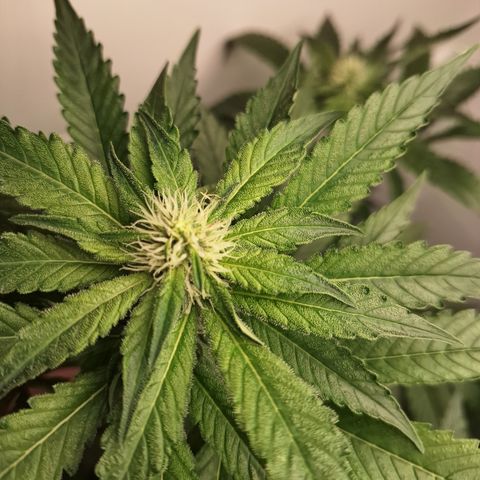 Special Queen 4 (9) growlog timeline photo