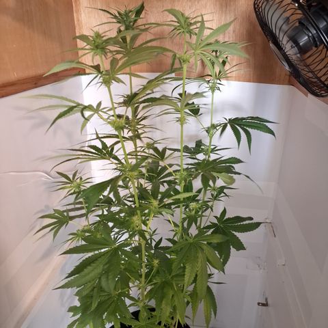 Special Queen 3 (9) growlog timeline photo