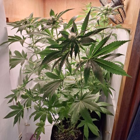 Special Queen 4 (9) growlog timeline photo