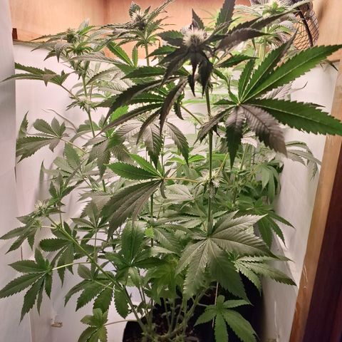 Special Queen 4 (9) growlog timeline photo