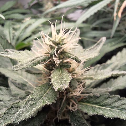 Special Queen 4 (9) growlog timeline photo