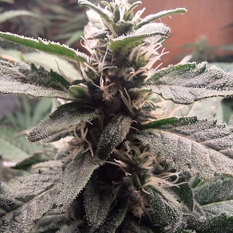 Special Queen 4 (9) growlog timeline photo