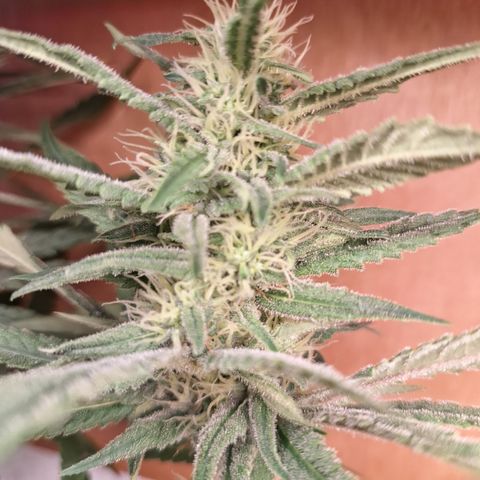 Special Queen 3 (9) growlog timeline photo