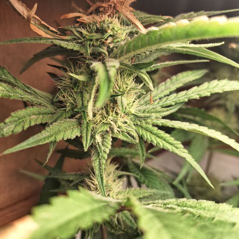 Special Queen 3 (9) growlog timeline photo