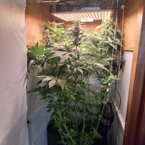 Special Queen 3 (9) growlog timeline photo