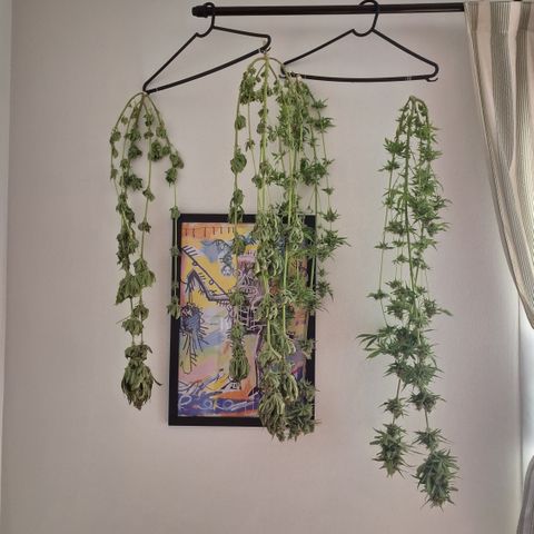 Special Queen 3 (9) growlog timeline photo