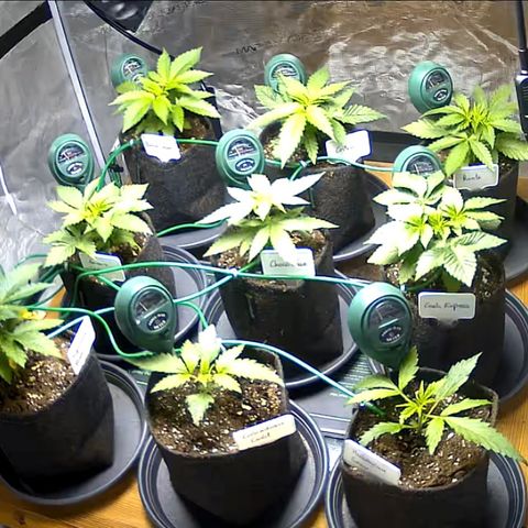 Colombian Gold growlog timeline photo