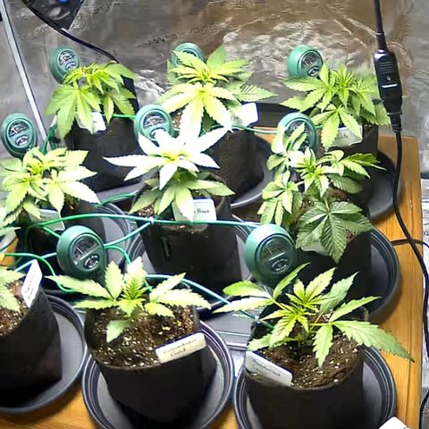 Colombian Gold growlog timeline photo