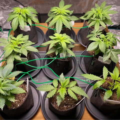 Colombian Gold growlog timeline photo