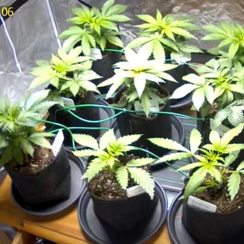 Colombian Gold growlog timeline photo