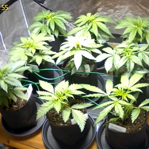 Colombian Gold growlog timeline photo