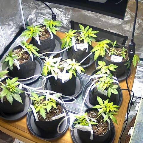 Colombian Gold growlog timeline photo