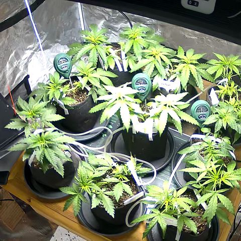 Colombian Gold growlog timeline photo