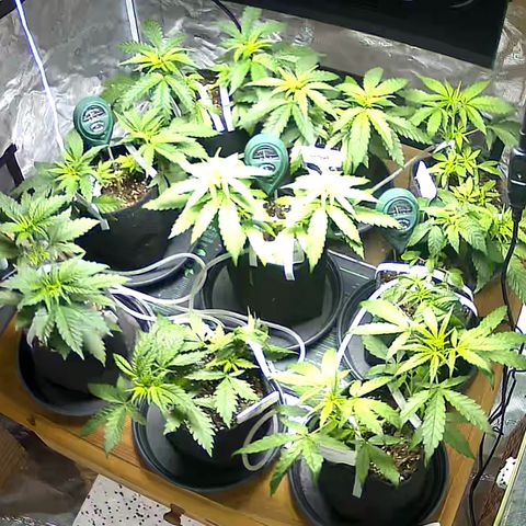 Colombian Gold growlog timeline photo