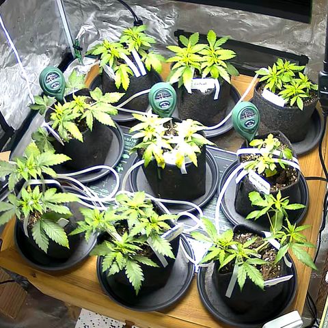 Colombian Gold growlog timeline photo