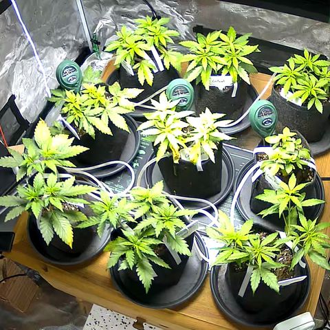 Colombian Gold growlog timeline photo