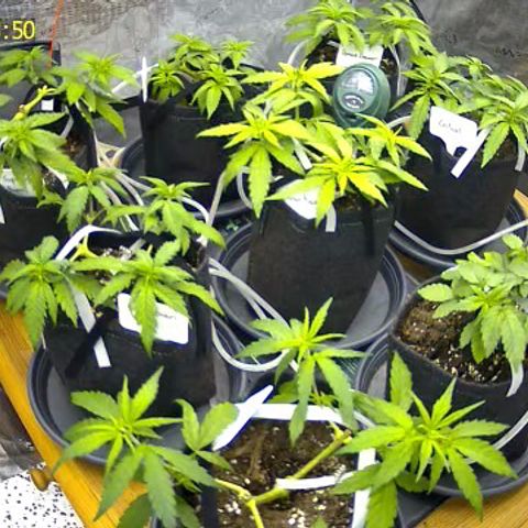 Colombian Gold growlog timeline photo