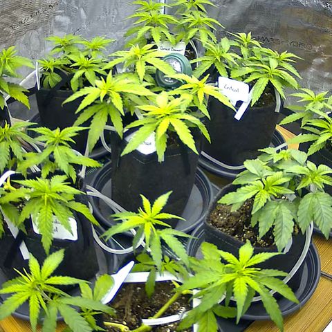 Colombian Gold growlog timeline photo
