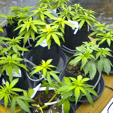 Colombian Gold growlog timeline photo