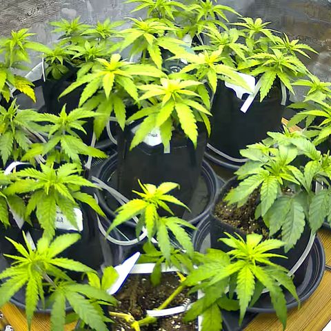 Colombian Gold growlog timeline photo
