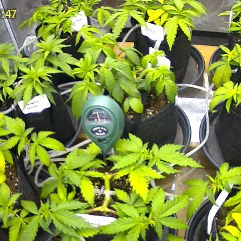 Colombian Gold growlog timeline photo