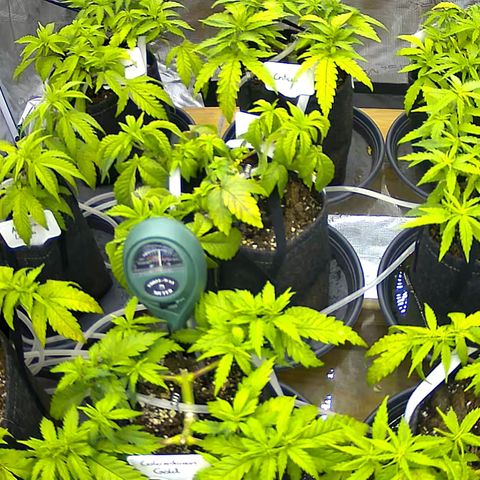 Colombian Gold growlog timeline photo