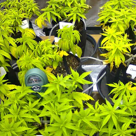 Colombian Gold growlog timeline photo