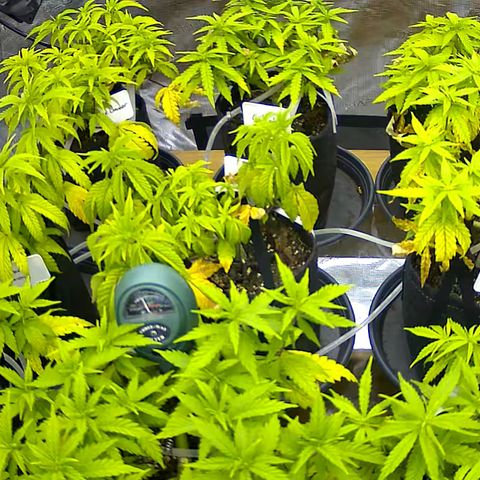Colombian Gold growlog timeline photo