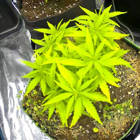 Colombian Gold growlog timeline photo